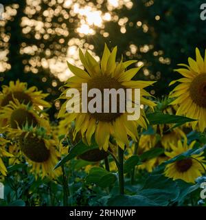 Sunfowers nel Sussex Foto Stock