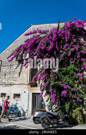 Bouganville fiori su una vecchia casa, Rovigno, Istria, Croazia Foto Stock