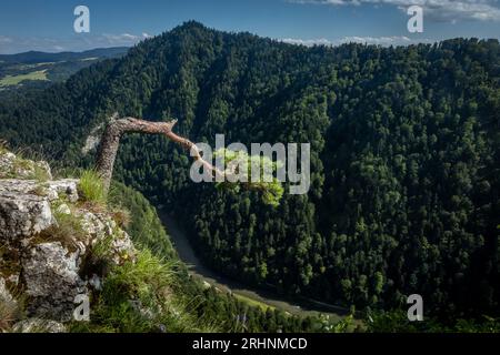 Paesaggio montano panoramico da Sokolica a Pieniny, Polonia. Pino piegato in primo piano. Foto Stock