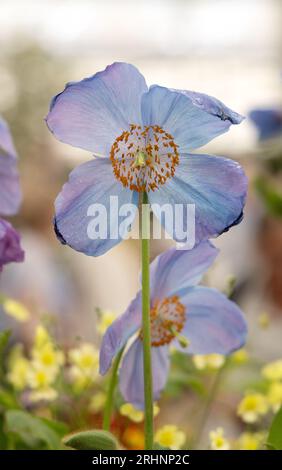 Meconopsis 'Mophead'; papavero Himalayano o papavero blu, con fiori blu che fioriscono allo spettacolo Chelsea Flower. Perenne Foto Stock