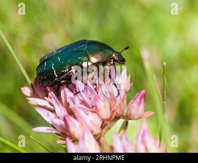 PROTAETIA CUPREA noto anche come sfregamento in rame Foto Stock