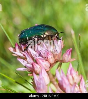 PROTAETIA CUPREA noto anche come sfregamento in rame Foto Stock