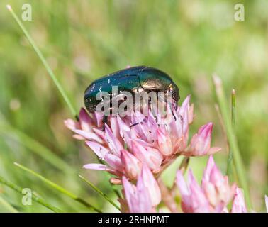 PROTAETIA CUPREA noto anche come sfregamento in rame Foto Stock