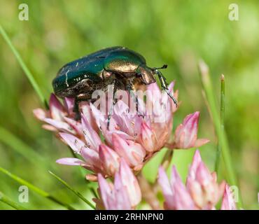 PROTAETIA CUPREA noto anche come sfregamento in rame Foto Stock