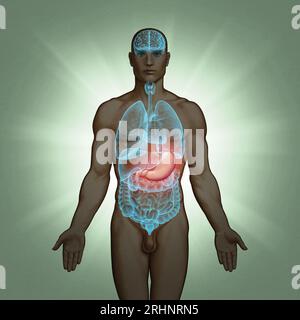 Serie di illustrazioni mediche: Organi umani. Immagine 7 di 10 Foto Stock