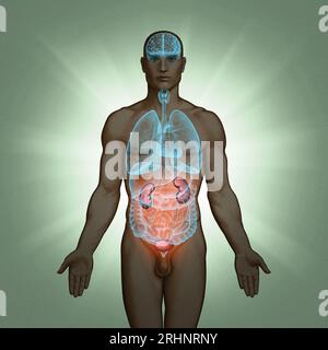 Serie di illustrazioni mediche: Organi umani. Immagine 8 di 10 Foto Stock