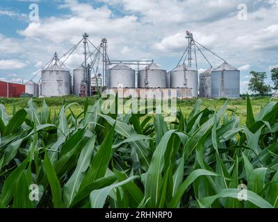 I silos sono comunemente utilizzati per lo stoccaggio di cereali sfusi, spesso condividendo terreni agricoli con varie colture. Qui c'è un campo di mais in Indiana. Foto Stock