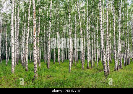 Betulla bianca, natura nella foresta, estate. Foto Stock