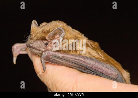 Il pipistrello noctule comune (Nyctalus noctula) dettaglio della testa sulla mano dell'uomo Foto Stock