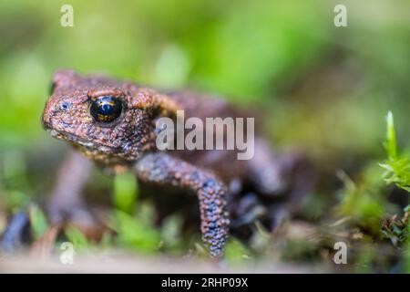 La museruola del rospo comune europeo (Bufo bufo) fuoriesce dall'erba. Ritratto naturale Foto Stock