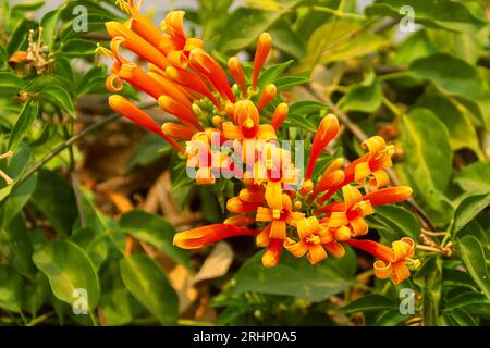 Siepe di fiore tubolare rosso di Liana come fiore di tromba (Campsis Radicans), Thailandia settentrionale Foto Stock