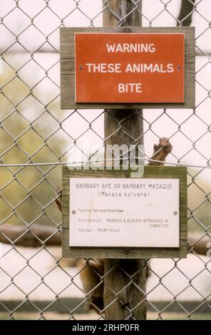 Fotografia d'archivio degli anni '1970 di una giovane scimmia barbaria in cattività o macaco barbario, Macaca sylvana, nascosta dietro l'insegna sul suo recinto zoologico presso il Norfolk Wildlife Park, Great Witchingham nel Norfolk. Foto Stock