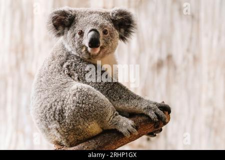 Koala, Phascolarctos cinereus, animale nativo dell'Australia in cattività, rilassante Foto Stock