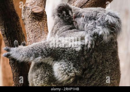 Koala, Phascolarctos cinereus, femmina con giovane, animale nativo dell'Australia in cattività, primo piano Foto Stock