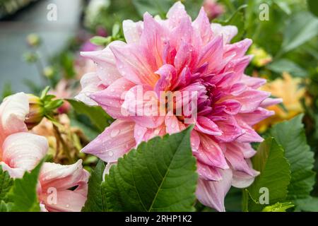 Coral Apricot Pink Rose Peach Dinnerplate AA Dahlia Blooming Macro. Dahlia chiamato Labyrinth Foto Stock