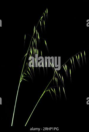 Avena barbata, avena selvatica avena avena fatua isolata su sfondo balack Foto Stock