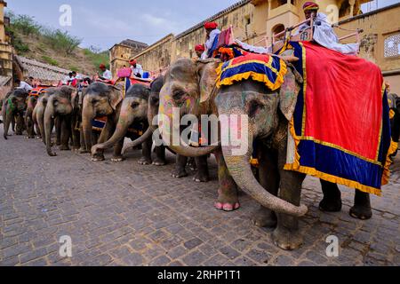 India, Rajasthan, Jaipur la città rosa, il forte d'ambra, elefanti per il trasporto dei visitatori Foto Stock