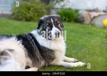 Cane mongrel sdraiato sull'erba e guarda la telecamera. Giovane bel pastore mestizo dal rifugio. Messa a fuoco selettiva, primo piano. Foto Stock