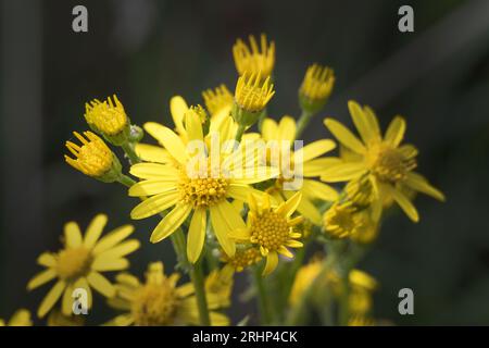 Fiore di ragwort dorato che cresce selvatico sul prato Foto Stock