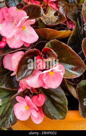Vista ravvicinata delle foglie e dei petali rosa della pianta di Begonia, un genere di piante perenni in fiore della famiglia delle Begoniaceae. Foto Stock