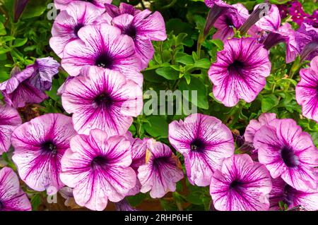 Primo piano dei fiori di Petunia rosa e viola che crescono in una pentola in un giardino in estate. Foto Stock