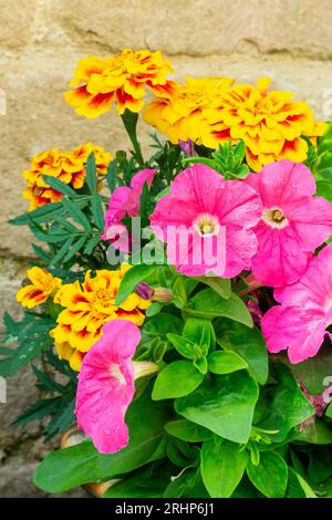 Primo piano dei fiori rosa di Petunia e gialli di calendula o tagete che crescono in un vaso in un giardino in estate. Foto Stock