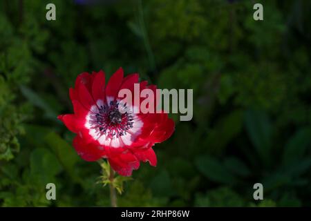 Un anemone di papavero rosso con un centro bianco e anterie nere inondate di luce solare su uno sfondo verde scuro. Foto Stock