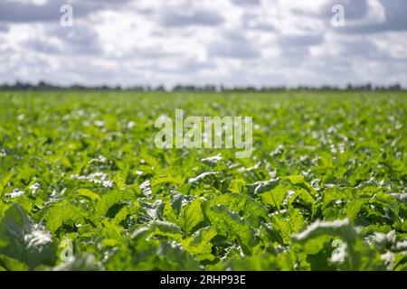 Campo con barbabietole da zucchero in estate nel nord dei Paesi Bassi Foto Stock