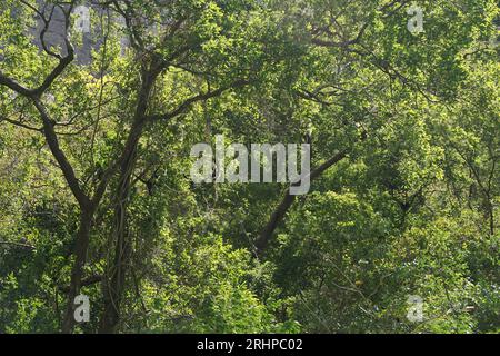 Scimmie, canyon del sumidero, alberi, vegetazione, scimmie ragno a chiapas, messico Foto Stock