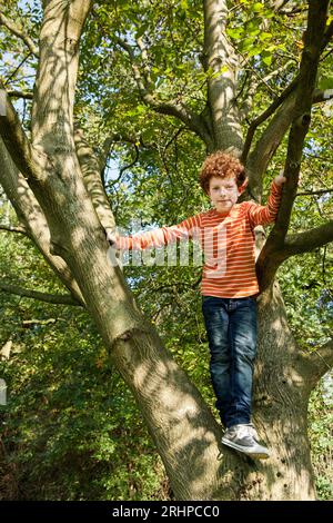 Ragazzo si arrampica su albero Foto Stock