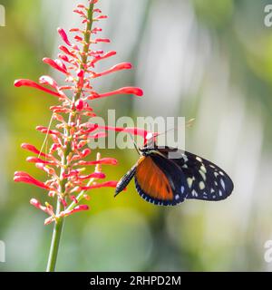 Key West, Florida, USA. Tiger longwing, Heliconius hecale, alias Hecale longwing, Golden heliconian, presso il Butterfly and Nature Conservatory. Foto Stock