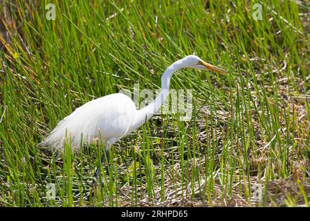 Everglades National Park, Florida, USA. Grande egretto, Ardea alba, preda di caccia lungo il sentiero Anhinga. Foto Stock