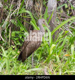 Everglades National Park, Florida, USA. Limpkin, Aramus guarauna, in mezzo alla vegetazione paludosa nella Shark Valley. Foto Stock