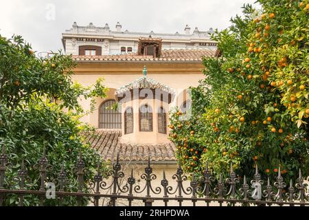 Spagna, Andalusia, Granada, arancio Foto Stock