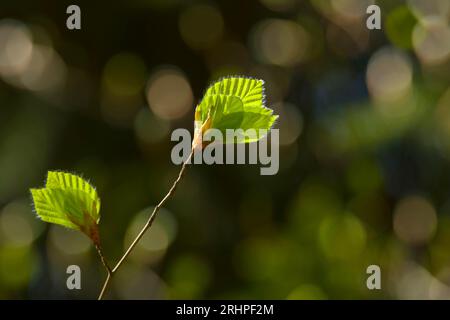 Giovani foglie di rame verde chiaro in primavera, parco naturale Pfälzerwald, riserva di biosfera Pfälzerwald-Nordvogesen, Germania, Renania-Palatinato Foto Stock