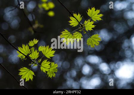 Foglie verdi fresche di acero norvegese in primavera, parco naturale di Pfälzerwald, riserva della biosfera Pfälzerwald-Nordvogesen, Germania, Renania-Palatinato Foto Stock