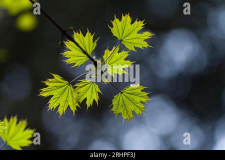 Foglie verdi fresche di acero norvegese in primavera, parco naturale di Pfälzerwald, riserva della biosfera Pfälzerwald-Nordvogesen, Germania, Renania-Palatinato Foto Stock