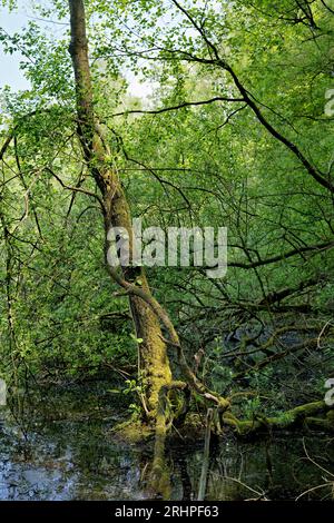 Europa, Germania, Renania settentrionale-Vestfalia, Rhein-Erft-Kreis, Erftstadt, ville-seen-Platte, acqua, paesaggio lacustre, stagno, Karauschenweiher, foresta mista, albero, muschio, legno morto, acqua, vicino alla costa, alla luce del sole, alla luce del pascolo, all'area di conservazione del paesaggio, all'area ricreativa, verde, primavera, atmosfera, mistica, soleggiata, calma, riposo Foto Stock