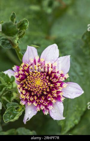 Fiore di Anemone dahlia 'Fenna Baaij', fiore, gemma, primo piano, gocce di rugiada Foto Stock