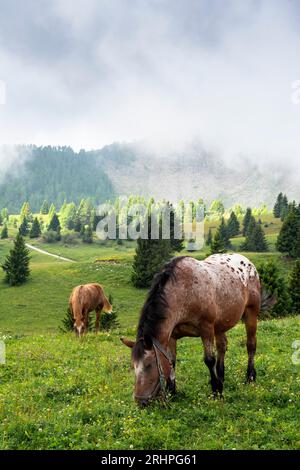 Cavalli sul Monte Peller. Europa, Italia, Trentino alto Adige, valle di non, provincia di Trento, Cles Foto Stock