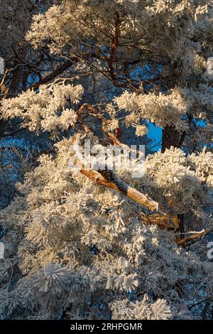 Hoarfrost on conifer, Kastel-Staadt, Saar, Saar Valley, Saar-Hunsrück Nature Park, Renania-Palatinato, Germania Foto Stock