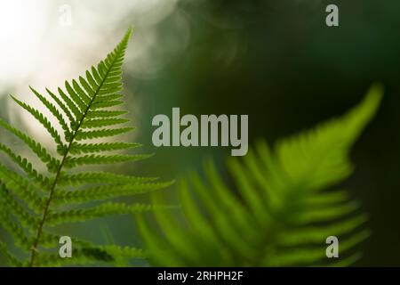 Fern frond, close up Foto Stock