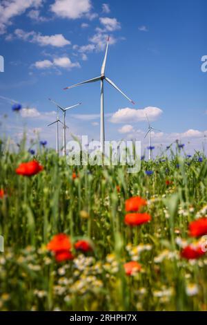 Lichtenau, Renania settentrionale-Vestfalia, Germania - Parco eolico nel paesaggio agricolo, di fronte strisce fiorite su campi di grano, papaveri, fiori di mais e camomile. Foto Stock