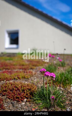 Muelheim an der Ruhr, Renania settentrionale-Vestfalia, Germania - tetto piatto con tetto verde. Foto Stock