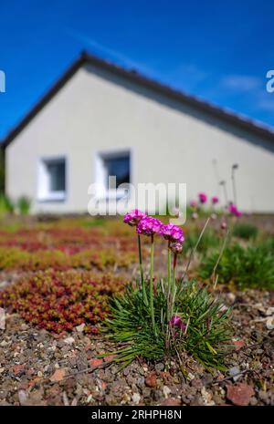 Muelheim an der Ruhr, Renania settentrionale-Vestfalia, Germania - tetto piatto con tetto verde. Foto Stock