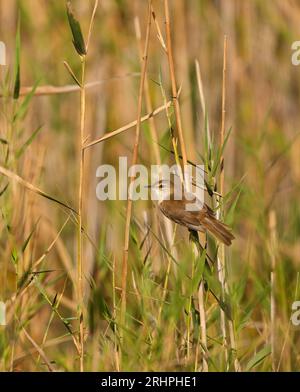 Leer Swamp Warbler (Acrocephalus gracilirostris), Bot River, Overberg, Sudafrica. Foto Stock