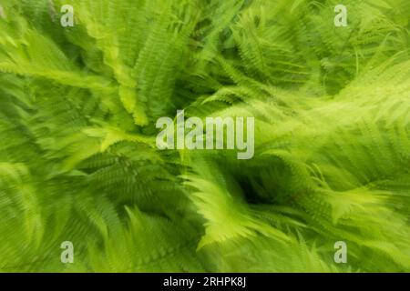 Fern astratto fotografato con esposizione prolungata Foto Stock
