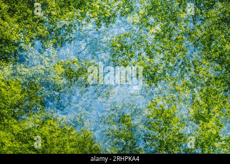 Alberi a esposizione multipla e Himmel Foto Stock