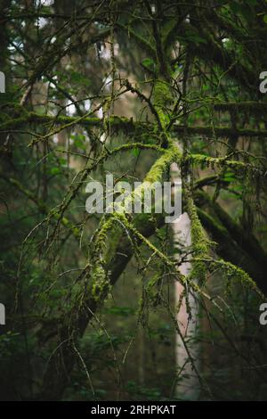 Albero coperto di muschio nella valle del torrente d'argento Foto Stock