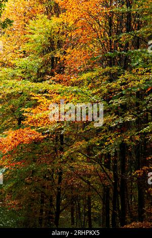 Passeggiata nella foresta autunnale di Teutoburgo nella valle di Furlbach Foto Stock